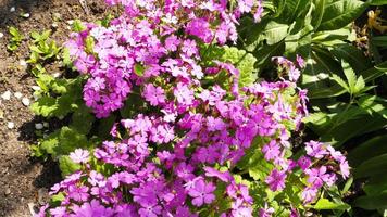 Hardy Primrose pink. Plants. Nature. Flowers develop from the wind. Spring flowers, primrose or primula in a garden video