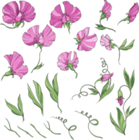 pink sweet pea pink flowers and leaves,  big set of elements png