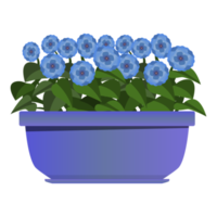 lång lila pott av blå blommor i realistisk stil. blomma säng för de fönster. färgrik png illustration.