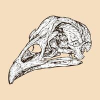 chicken skull head vector illustration