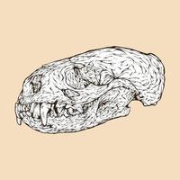 Ilustración de vector de cabeza de cráneo de nutria de río