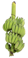 Green banana isolated