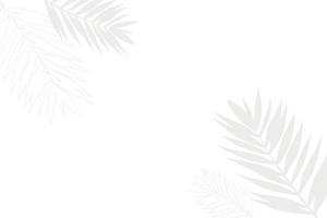 White background with gray outline of palm branches, horizontal background, shadow from palm leaves vector