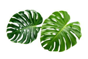 Monstera leaves leaves with Isolate  Leaves on transparent background PNG file