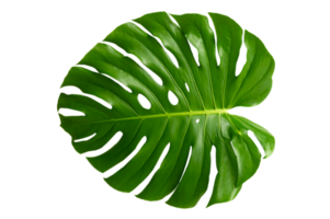 monstera laisse des feuilles avec des feuilles isolées sur un fichier png de fond transparent