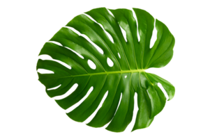 Monstera leaves leaves with Isolate  Leaves on transparent background PNG file