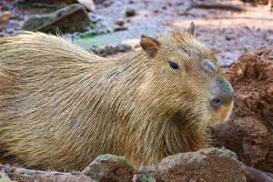 capybara hydrochoerus hydrochaeris en el zoo de ragunan, yakarta. foto