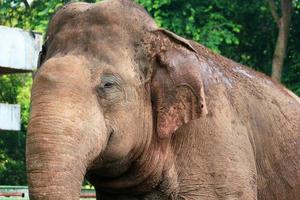 Close up photo of Sumatran elephant Elephas maximus sumatranus in the Ragunan Wildlife Park or Ragunan Zoo