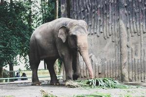 Sumatran elephant Elephas maximus sumatranus in the Ragunan Wildlife Park or Ragunan Zoo photo