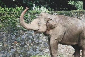 Sumatran elephant Elephas maximus sumatranus in the Ragunan Wildlife Park or Ragunan Zoo photo