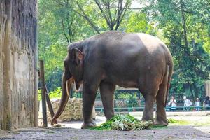 Sumatran elephant Elephas maximus sumatranus in the Ragunan Wildlife Park or Ragunan Zoo photo