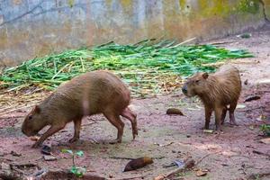 capybara hydrochoerus hydrochaeris en el zoológico de ragunan, yakarta. foto