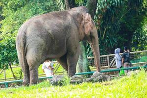 Visitors to the Ragunan Zoo are viewing and taking pictures with the Sumatran elephant Elephas maximus sumatranus photo