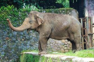 elefante de sumatra elephas maximus sumatranus en el parque de vida silvestre de ragunan o en el zoológico de ragunan foto