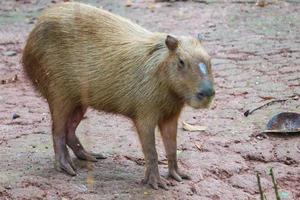 capybara hydrochoerus hydrochaeris en el zoológico de ragunan, yakarta. foto