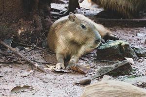 Capybara Hydrochoerus hydrochaeris at Ragunan Zoo, Jakarta. photo