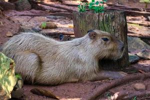 Capybara Hydrochoerus hydrochaeris at Ragunan Zoo, Jakarta. photo