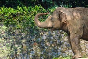 elefante de sumatra elephas maximus sumatranus en el parque de vida silvestre de ragunan o en el zoológico de ragunan foto