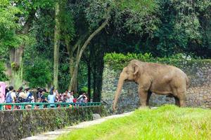 Visitors to the Ragunan Zoo are viewing and taking pictures with the Sumatran elephant Elephas maximus sumatranus photo