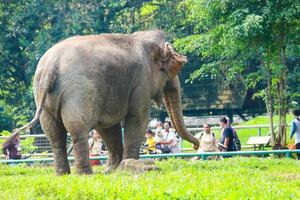 Visitors to the Ragunan Zoo are viewing and taking pictures with the Sumatran elephant Elephas maximus sumatranus photo