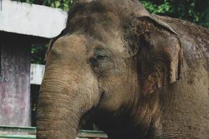 foto de cerca del elefante de sumatra elephas maximus sumatranus en el parque de vida silvestre de ragunan o en el zoológico de ragunan