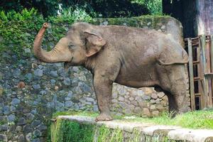 elefante de sumatra elephas maximus sumatranus en el parque de vida silvestre de ragunan o en el zoológico de ragunan foto