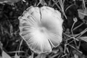 fotografía al tema gran hermoso hongo venenoso en el bosque