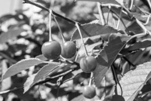 fotografía sobre el tema hermosa fruta rama cerezo foto