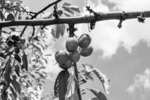 fotografía sobre el tema hermosa fruta rama cerezo foto