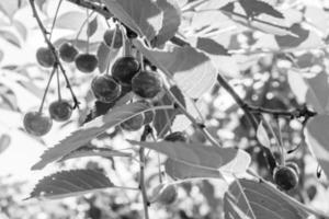 Photography on theme beautiful fruit branch cherry tree photo