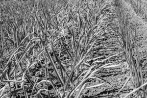 fotografía sobre el tema hermosa planta vegetal de cebolla foto