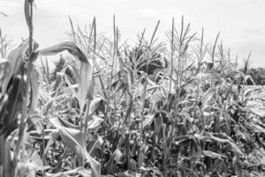 Photography to theme large beautiful harvest corn photo