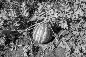 fotografía sobre el tema hermosa pequeña fruta sandía foto