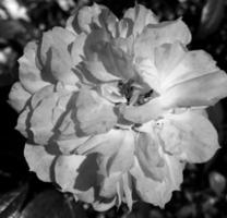 Bouquet wildflowers prickly rose blooming in garden photo