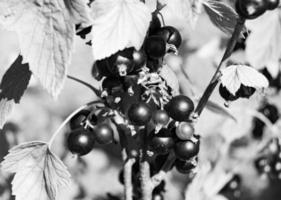 fotografía sobre el tema hermoso arbusto baya grosella negra foto