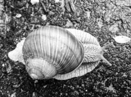 Big garden snail in shell crawling on wet road hurry home photo