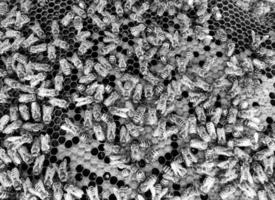 Abstract hexagon structure is honeycomb from bee hive photo