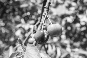 Photography on theme beautiful fruit branch cherry tree photo