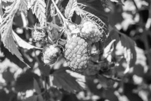 fotografía sobre el tema hermosa baya rama arbusto de frambuesa foto