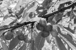 Photography on theme beautiful fruit branch cherry tree photo