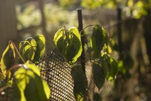 Plant on fence. Old fence is overgrown with grass. Nature in sunlight. photo