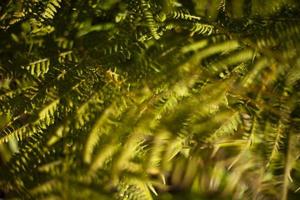 Fern in summer. Green plant in forest. Fern texture. Stems and leaves. photo