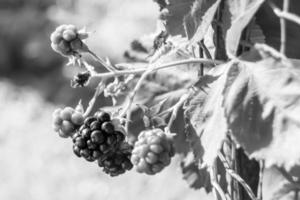 Photography on theme beautiful berry branch blackberry bush photo