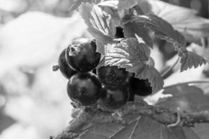 Beautiful berry branch black currant bush with natural leaves photo