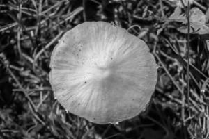 fotografía al tema gran hermoso hongo venenoso en el bosque