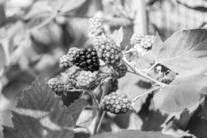 Photography on theme beautiful berry branch blackberry bush photo