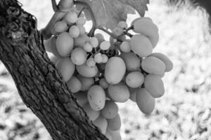 fotografía sobre el tema hermosa baya rama uva arbusto foto