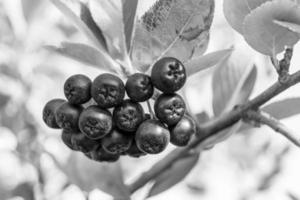 fotografía sobre el tema hermosa baya rama aronia arbusto foto