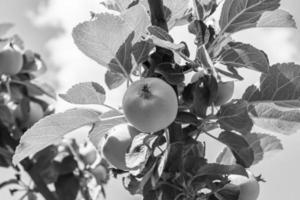 fotografía sobre el tema hermosa fruta rama manzano foto