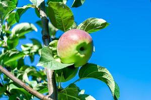 Photography on theme beautiful fruit branch apple tree photo